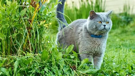 How To Stop A Cat From Marking Its Territory My Pets Guide