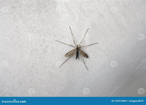 Big Mosquito On The Wall Stock Photo Image Of Invertebrate 123512984