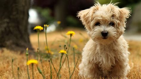 All Images Wallpapers Dogs Wallpapers Hd