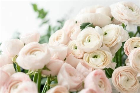 17 Best Types Of Flowers To T To Your Girlfriend Petal Republic