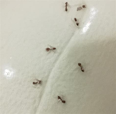Ants In Bathroom What To Do Kitchen Infinity