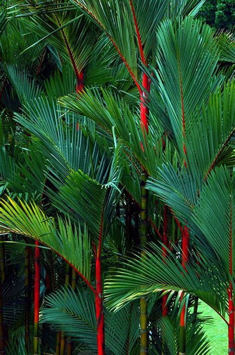 Red Palm Lipstick Palm Cyrtostachys Renda Plant Full Grown Buy
