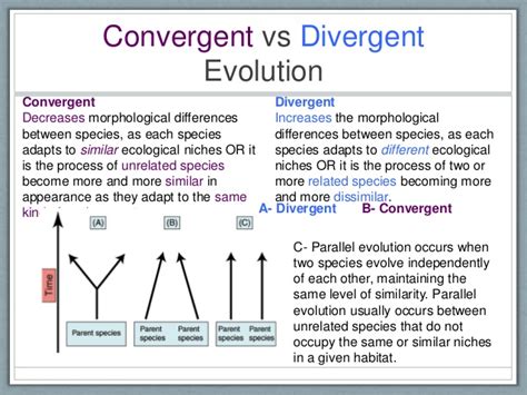 Divergent Evolution Definition Types And Examples