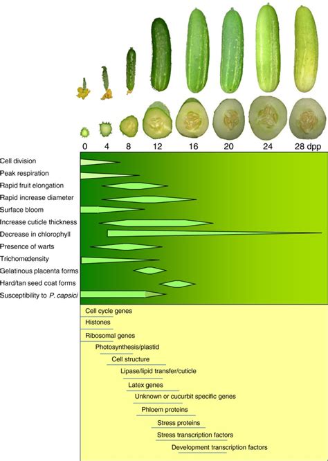 Transcriptome Analyses Of Early Cucumber Fruit Growth Identifies Distinct Gene Modules