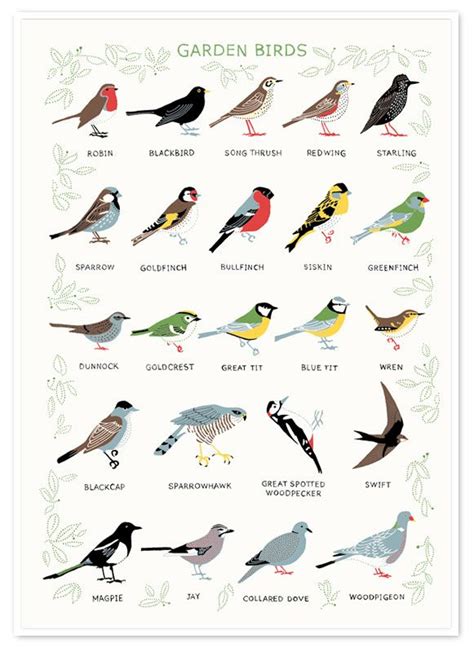 Most Common Garden Birds