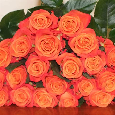 Orange Crush Roses Florabundance Wholesale Flowers