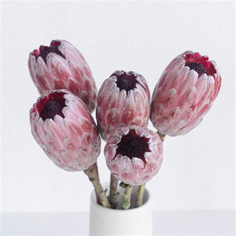 Buy Wholesale Pink Ice Protea Flower In Bulk Fiftyflowers