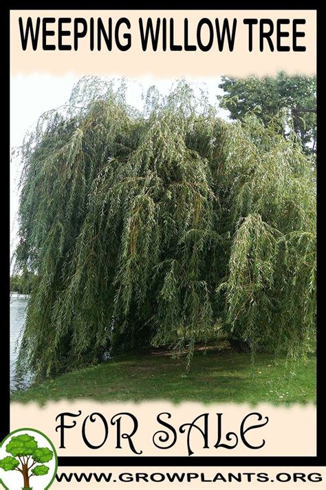Weeping Willow Tree For Sale Grow Plants Gardening All Need To Know Before Buy This Plant