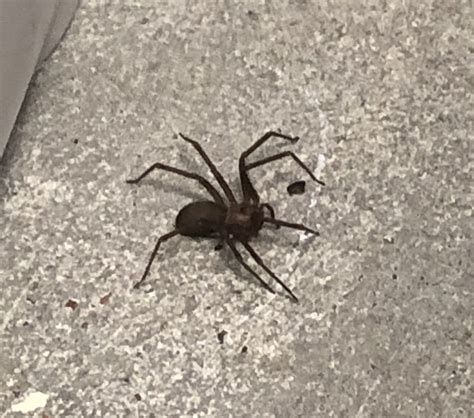 Loxosceles Reclusa Brown Recluse In Memphis Tennessee United States