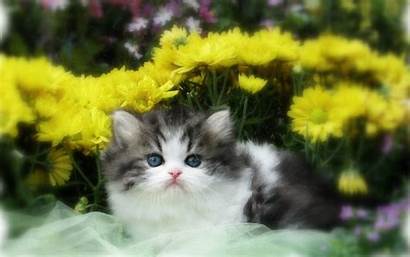 Desktop Kitten Persian Cat Wallpapers Adorable Backgrounds