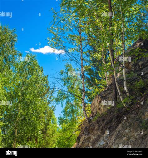 Birch Tree On Mountain Slope Hi Res Stock Photography And Images Alamy
