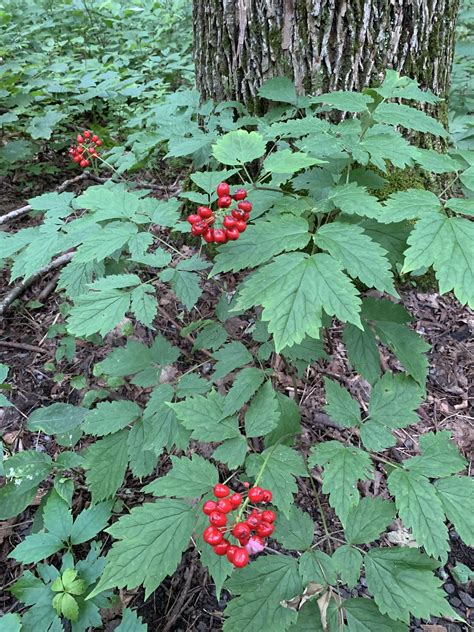 Adirondacks Ny Plant With Red Berries About Knee High And In A