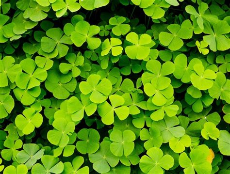 Premium Photo Green Clovers Leaves Background