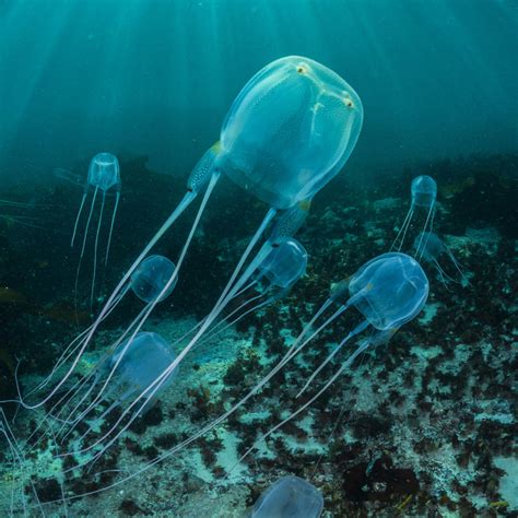 Are There Jellyfish In The Caribbean Keycaribe Magazine