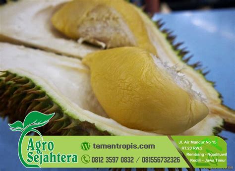Harga satu buah durian musang king dengan berat buah kurang lebih 1,5 kg sampai dengan 2 kg mencapai harga 500 ribu rupiah. Harga Bibit Durian Musang King
