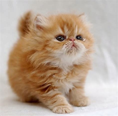 Top 10 Cutest Cat Breeds That Will Make You Smile Easyday