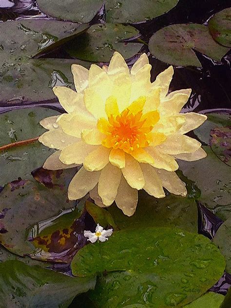 Lily Pad Flower Peaceful Floral Art Painting By Kathy Symonds