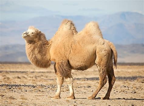 Perhaps the most famous of these extinct forms is sivatherium , a giraffe that might have survived until about we have only to apply analogous conditions to a ruminant, and a trunk is equally required. Mongolia's Most Threatened Mammals - WorldAtlas.com