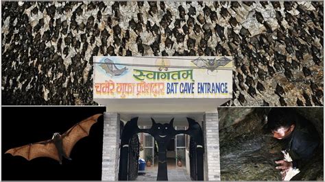 Chamere Gufa Bat Cave Pokhara चमेरे गुफा पोखरा Youtube