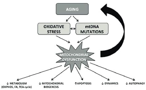 Mtdna Variation And Aging Laboratory Of Molecular Anthropology