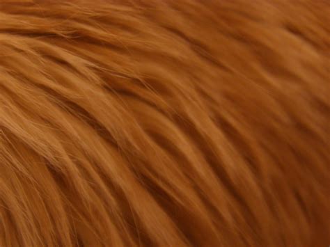 рыжий мех лисий Texture Fur Orange Fur Texture