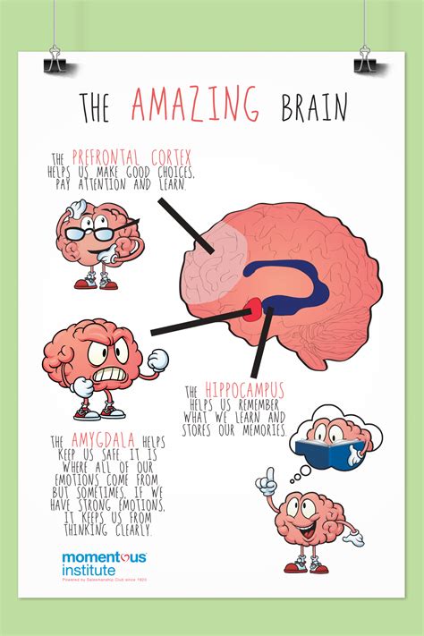 The Amazing Brain Poster Brain Learning Brain Development Children