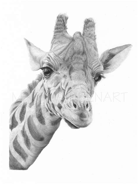 Giraffe Art Print Hand Drawn Animal Pencil Drawing A4 A5 Etsy