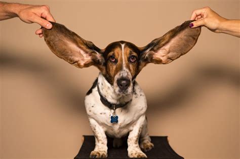 Dog Ears Polaris Direct