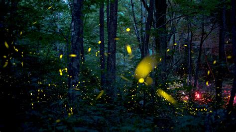 this colorado firefly is big bad bright and native