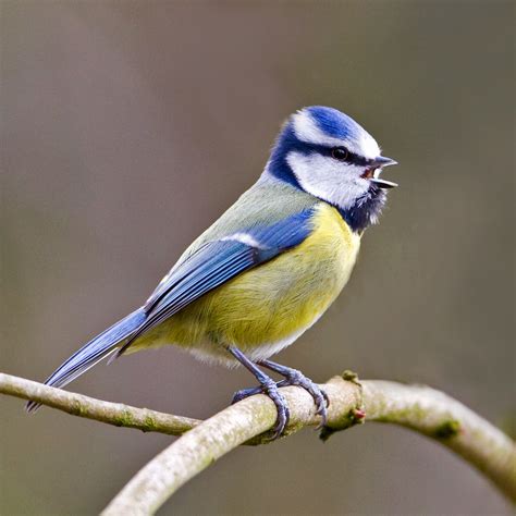 Peters Portfoliobird And Wildlife Photography Blue Tit