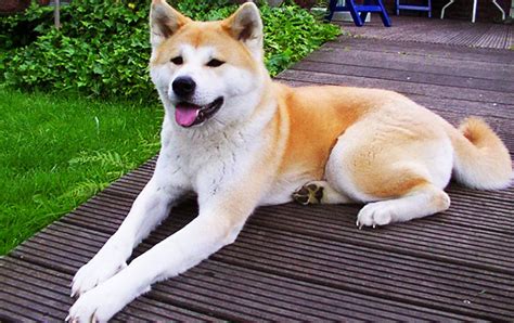 Akita Dog Characteristics Traits Breed Info