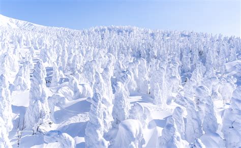 Mt Zao Snow Monster Private Tour The Hidden Japan