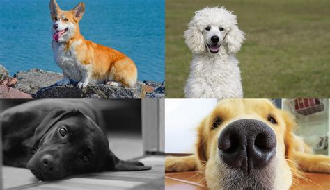 Top 10 Friendliest Dog Breeds Goldies Are On The List Of Course The