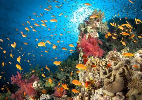 Facts About The Ocean As A Marine Life Habitat Interesting 2020