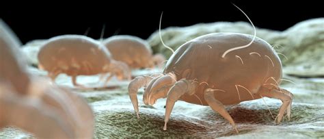 Bed Bugs Vs Dust Mites Whats The Difference Jp Pest Services