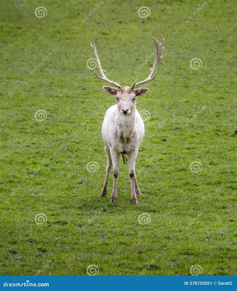 White Fallow Deer In Nature Rare Albino Fallow Deer Royalty Free Stock