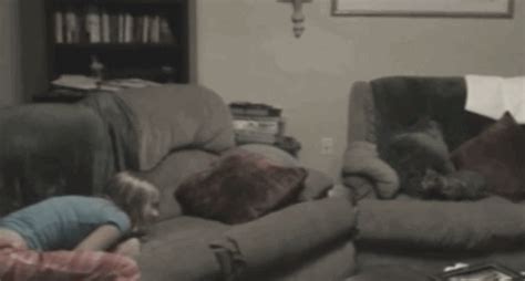 Playful Kitten Launches Into The Air Like A Cat Projectile