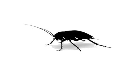 Roach Png Isolated Hd Png Mart