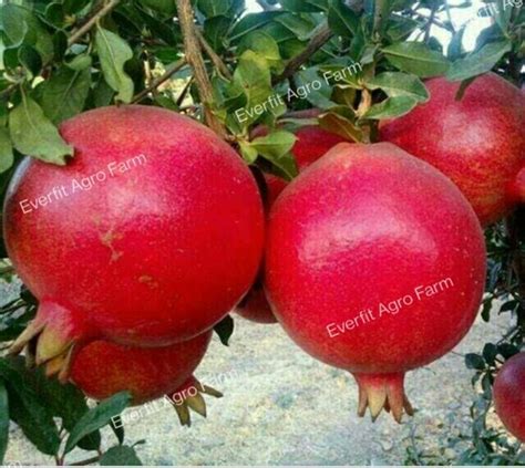 Green Super Bhagwa Anar Plant Pomegranate At Best Price In Kolkata