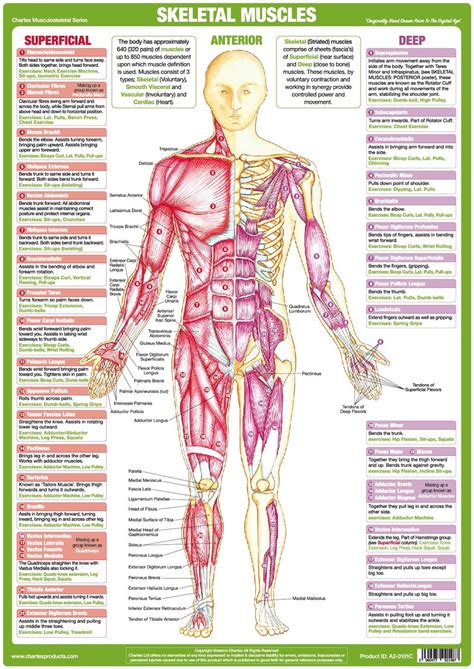 muscle anatomy chart anterior chartex