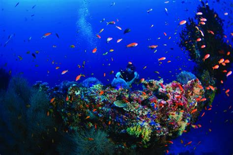 5 Of The Best House Reefs In The Maldives