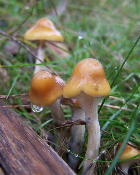 Psilocybe Subaeruginosa Australias Most Famous Magic Mushroom