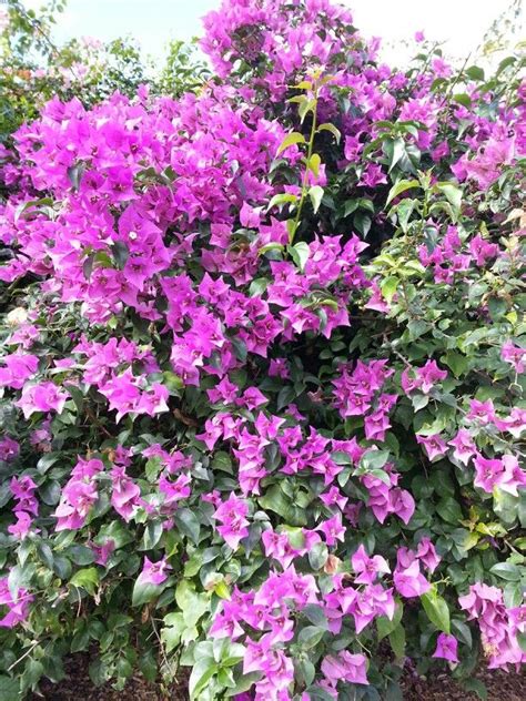 This flower is perfect to plant along walkways where you can smell their fragrance. Bougainvilleas (Bougainvillea glabra) are one of the most ...