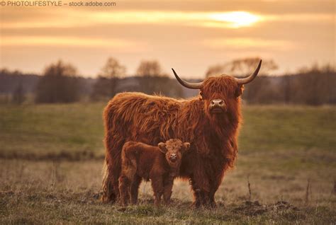 Die „highland Coo“ Fluffy Cows Scottish Highland Cow Scottish Cow