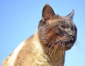 The greatest emphasis for burmese blues will be the evenness of the coat and an absolutely minimal. Pictures of 30 Cat Breeds Available In Adelaide ...