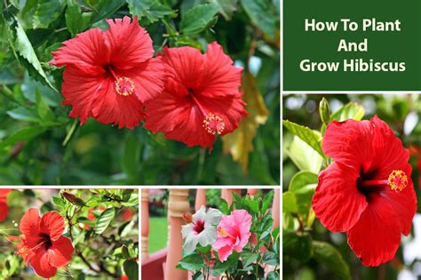 How To Plant And Grow Hibiscus From Seeds And Cuttings Embracegardening