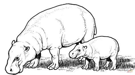Pygmy Hippopotamus Mother With Baby Coloring Online Super Coloring