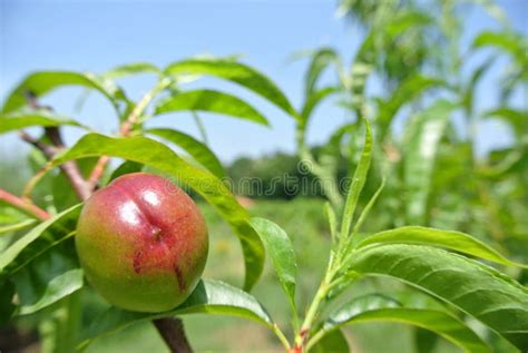 Small Unripe Green Peaches On The Tree In An Orchard Stock Image