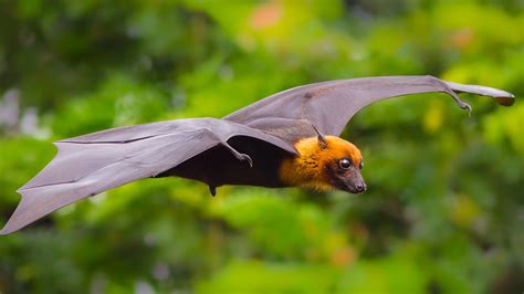 flying bat