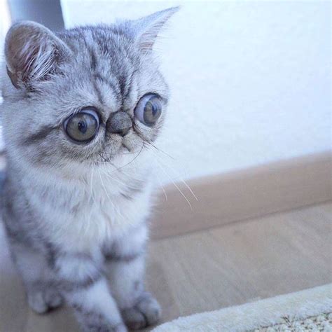 Adorable Kitten With Huge Eyes Cant Stop Looking Concerned